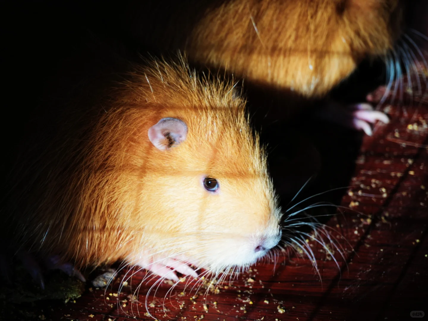 哈密跨年必冲！回王府双时空狂欢太会玩了🎆