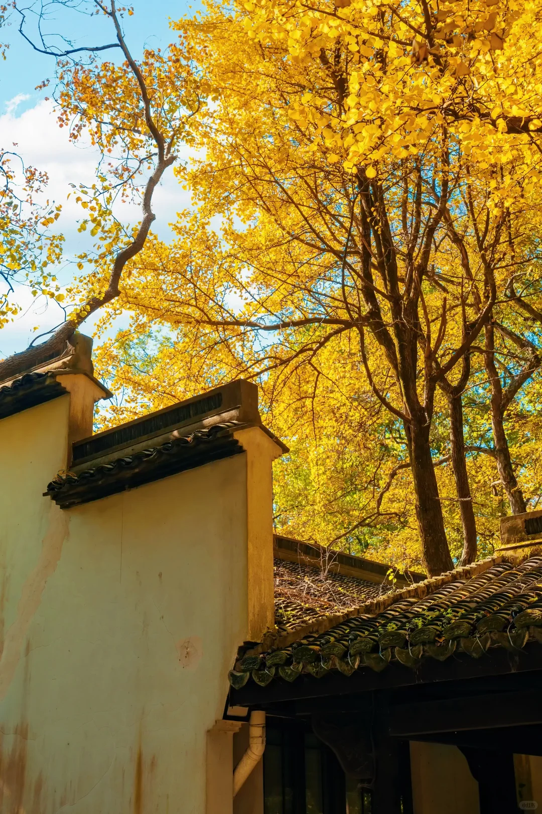 秋天来杭州，我只推荐一个地方‼️‼️
