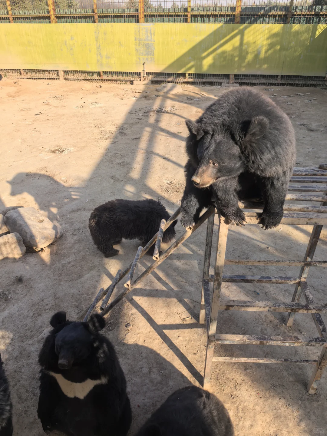 这里真的适合带娃来玩呀！强推