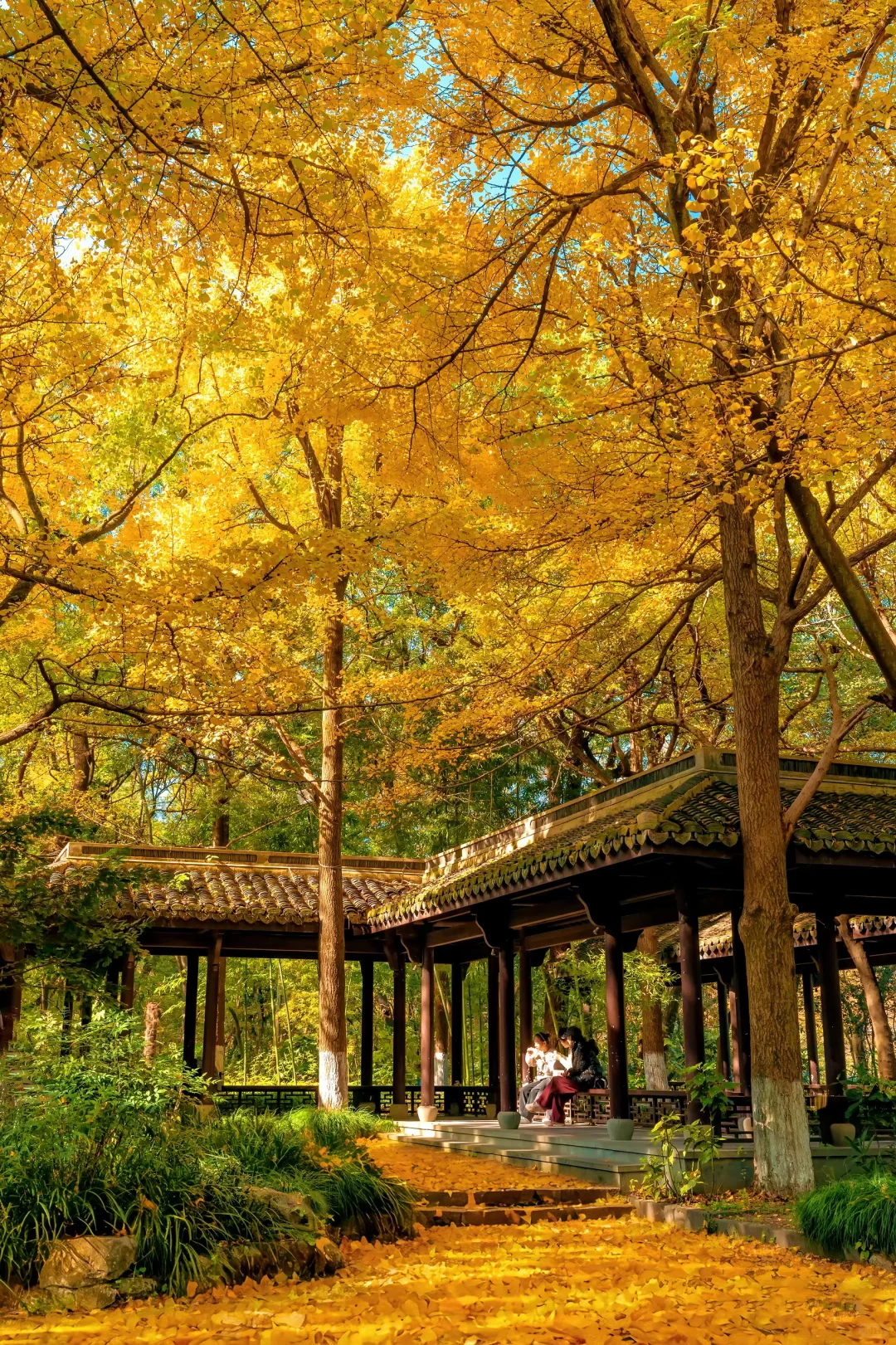秋天来杭州，我只推荐一个地方‼️‼️