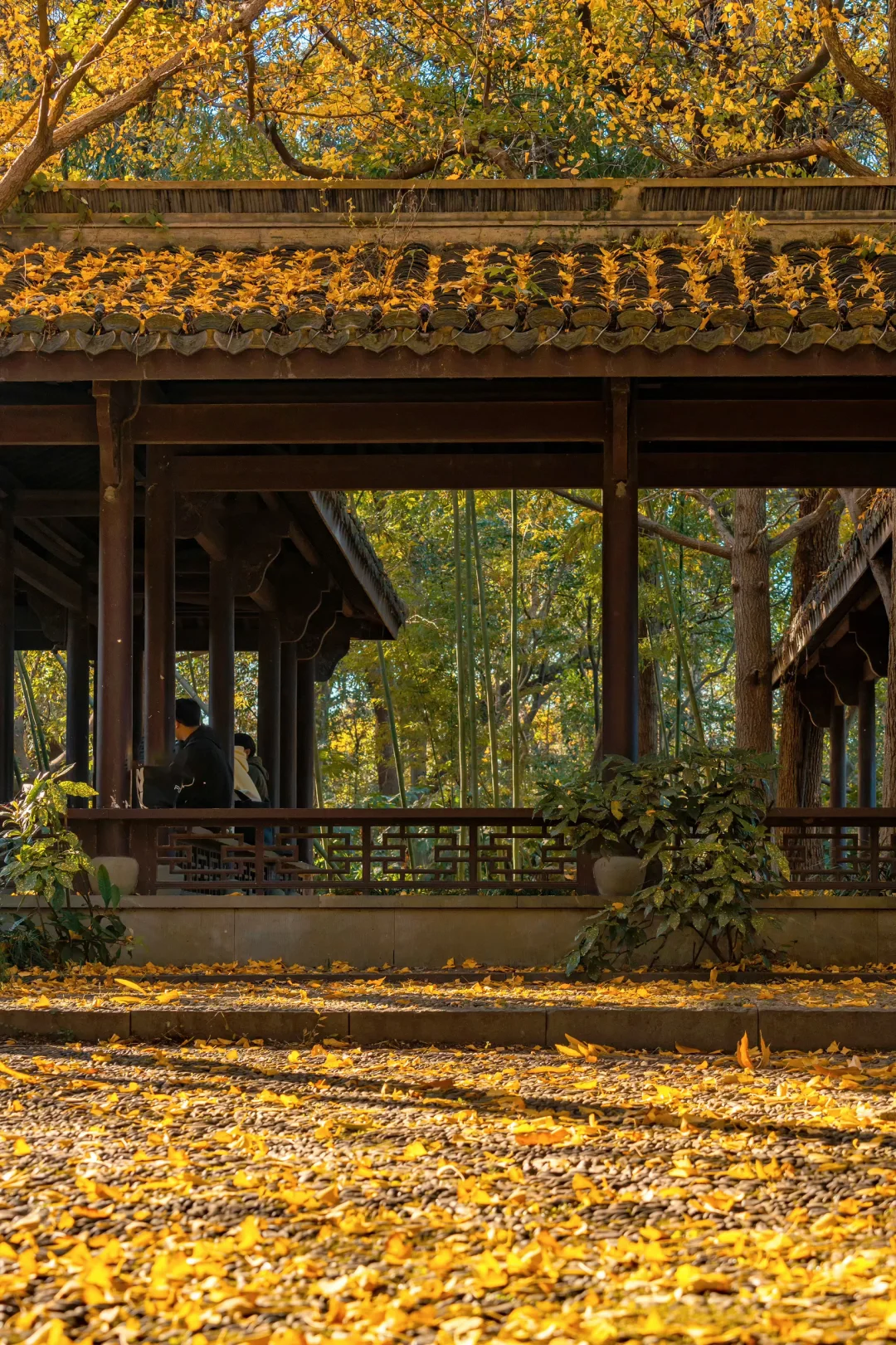 秋天来杭州，我只推荐一个地方‼️‼️