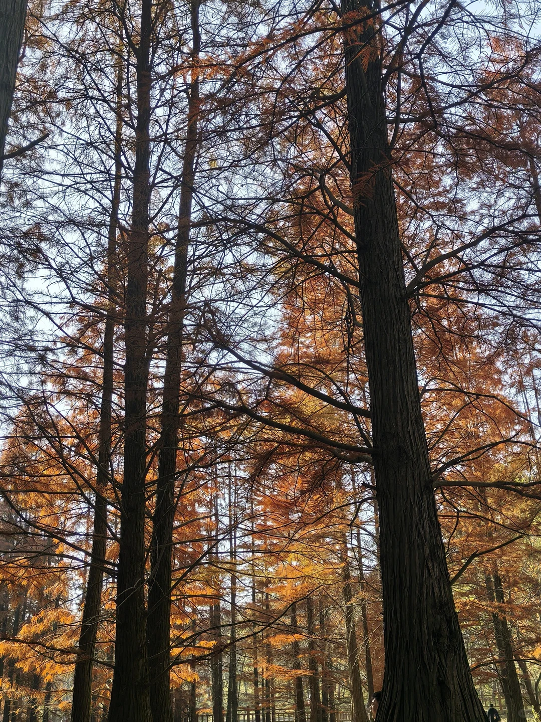 📍深秋止马岭｜南京亲子徒步天花板🍁💕