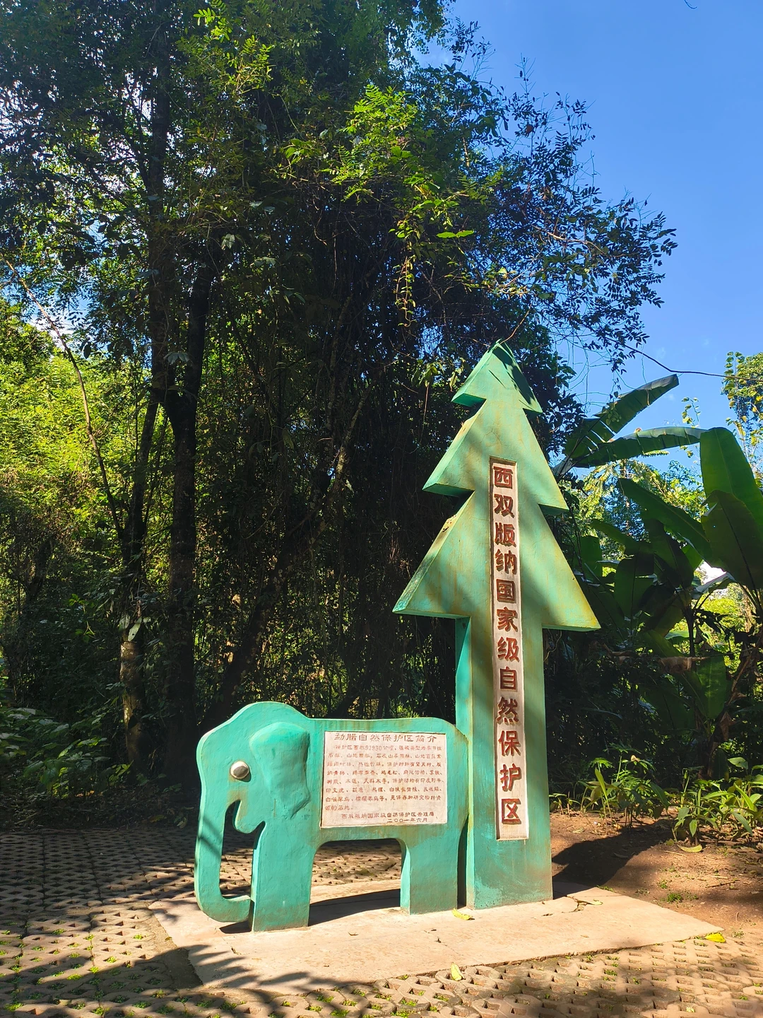 坐高铁去望天树景区