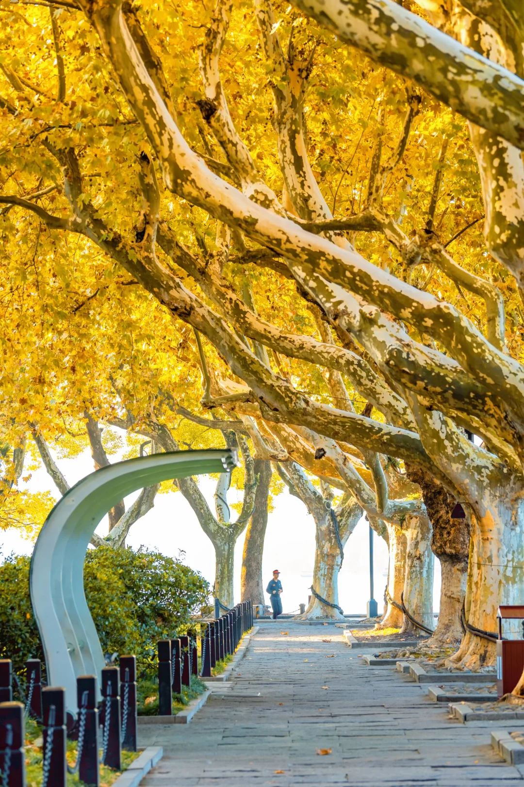 秋天来杭州，我只推荐一个地方‼️‼️