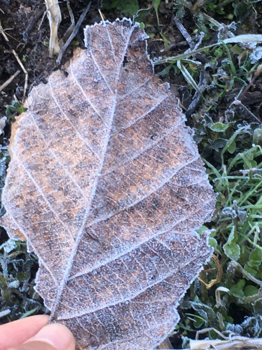 回村的快乐！！！