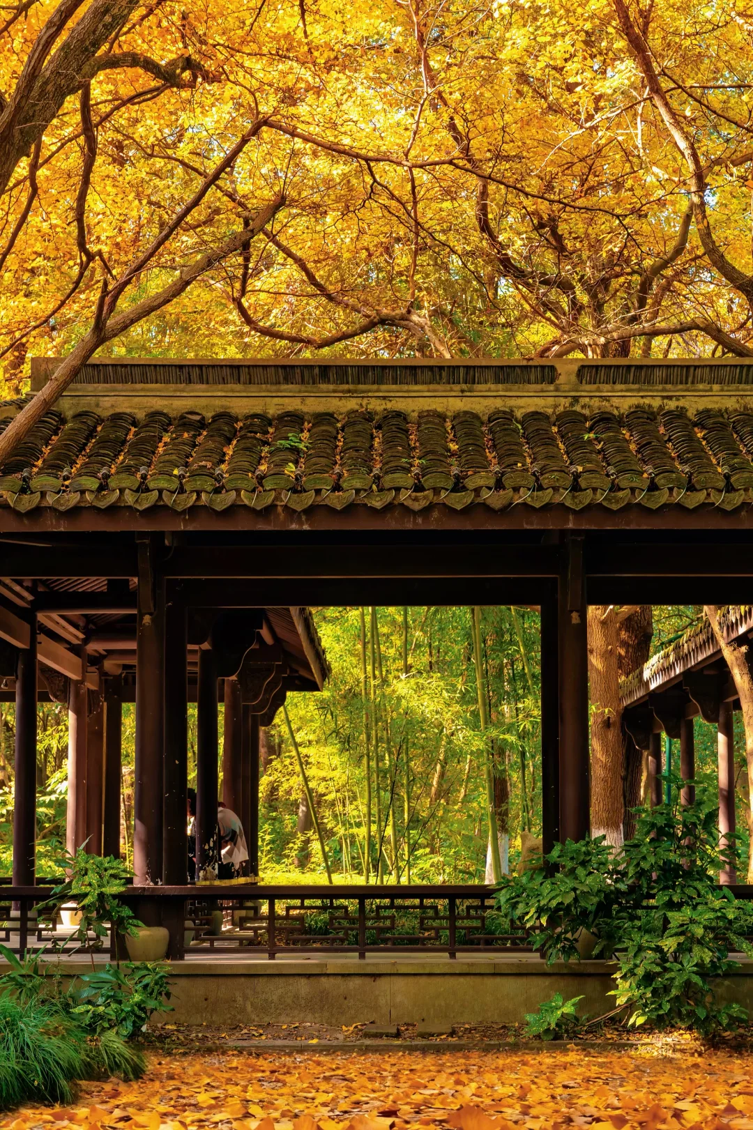 秋天来杭州，我只推荐一个地方‼️‼️