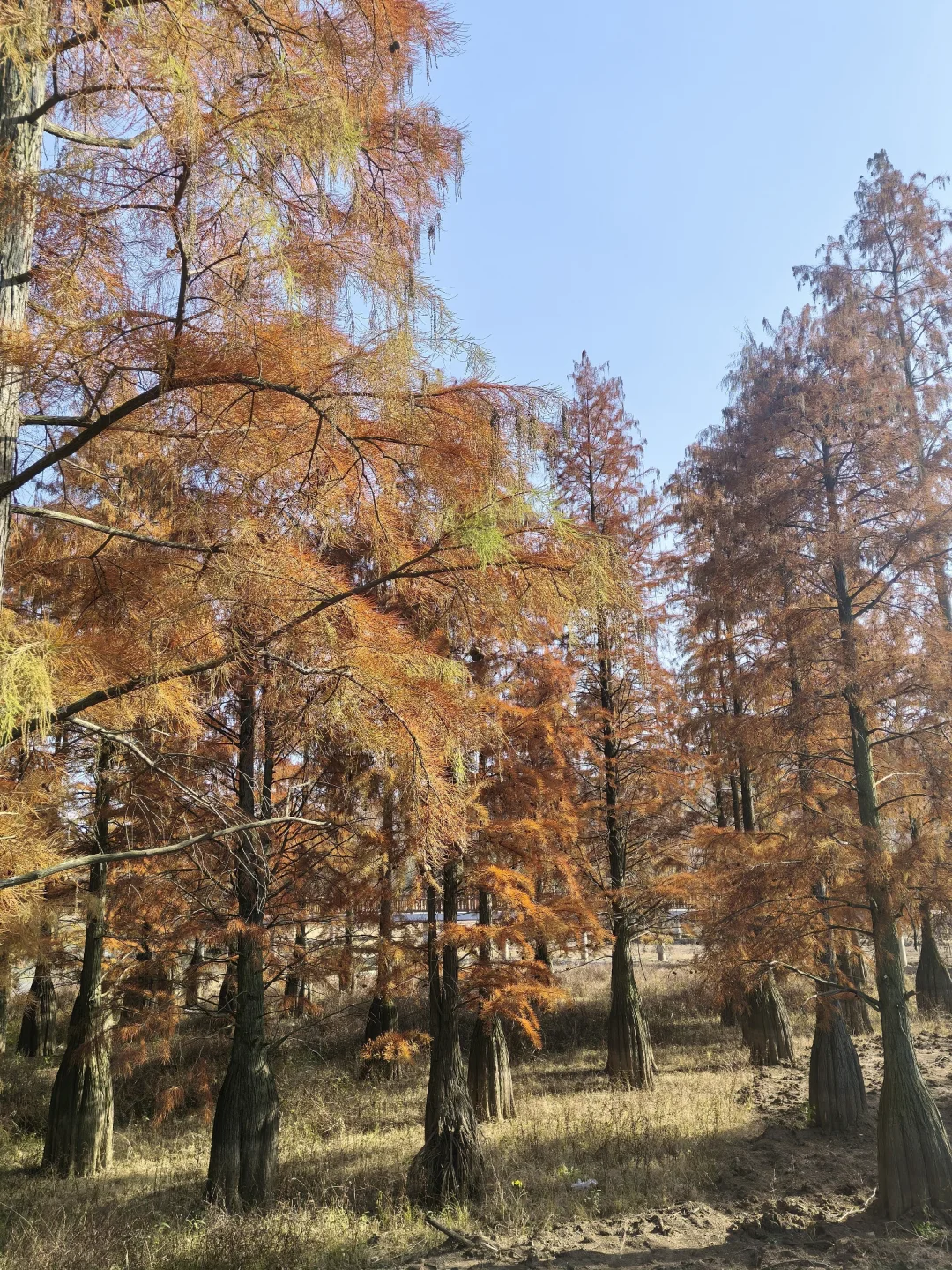 📍深秋止马岭｜南京亲子徒步天花板🍁💕