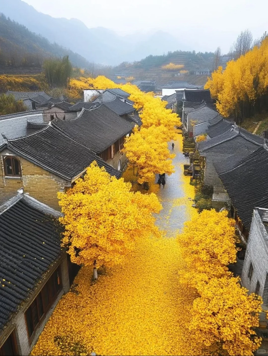 10-12月一定要来腾冲！！看国内最美银杏古村