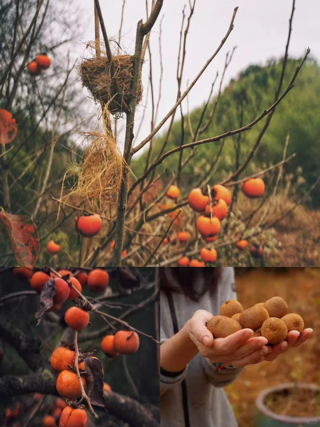 暮秋必冲 皖南落羽红杉已红透 错过等明年