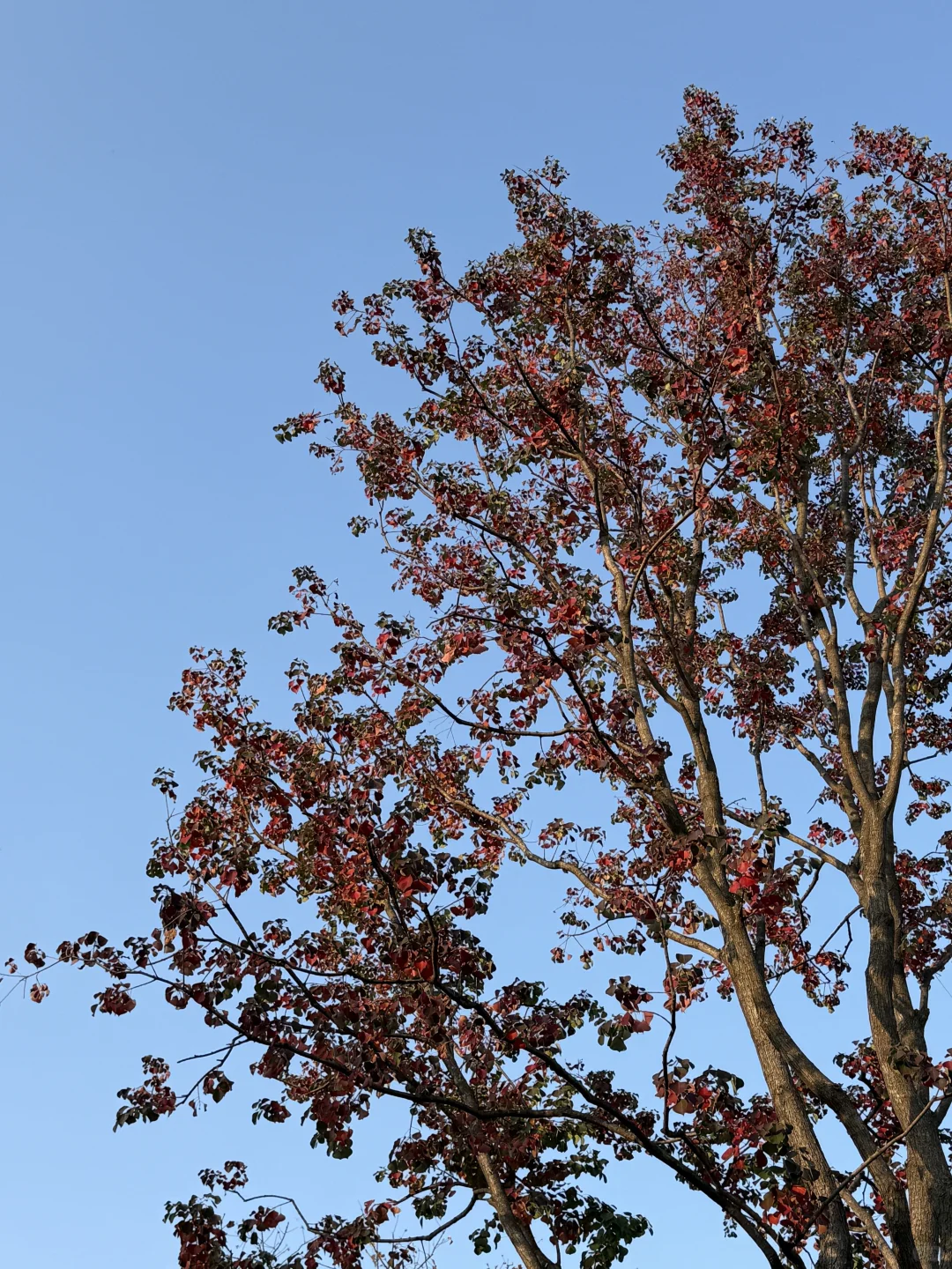 武汉麓客岛带娃实测|免费遛娃天花板