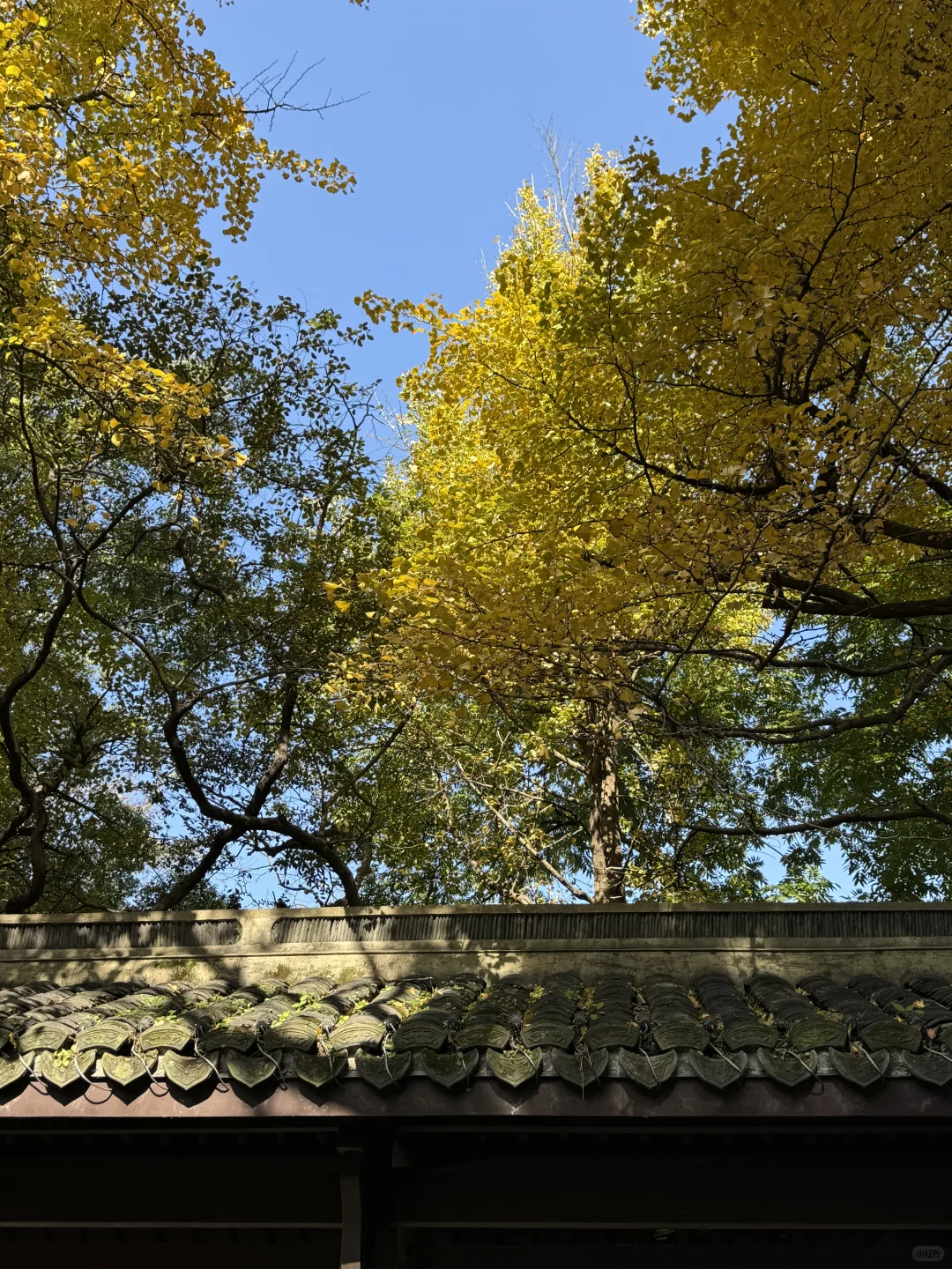 秋天来杭州，我只推荐一个地方‼️‼️