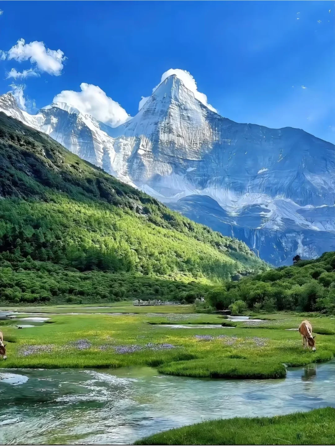 山顶的风景，山下的花海⛰️🌼