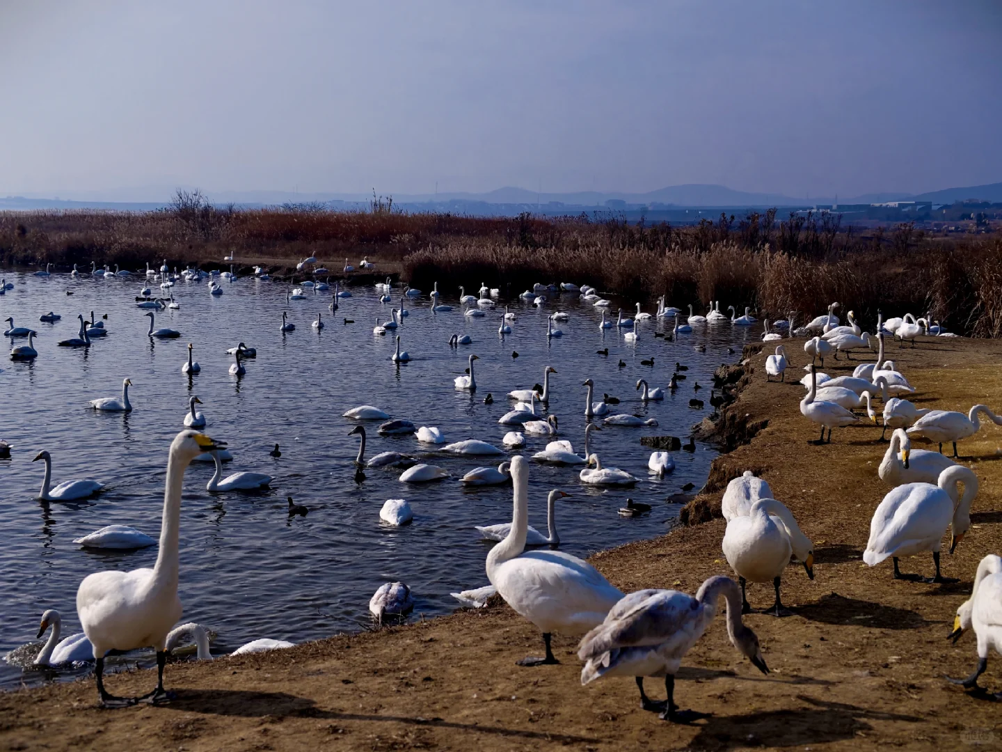 ❄️冬日威海一日游
