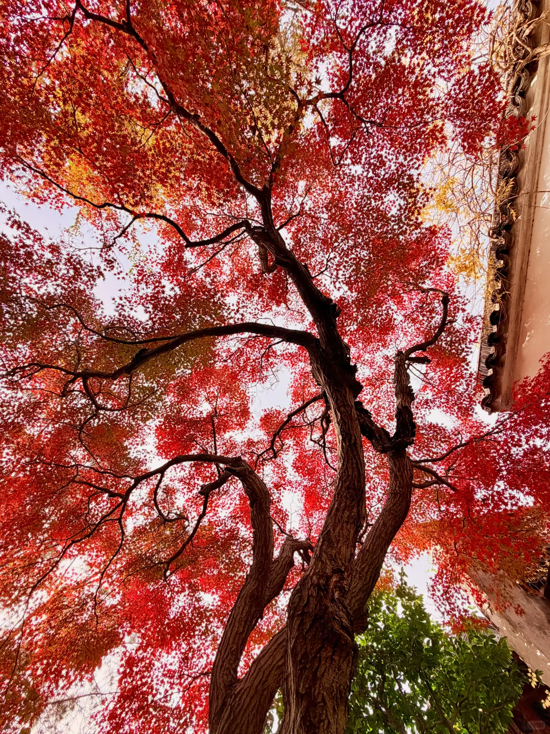 苏州12月赏秋🍂citywalk保姆级攻略（附路线）