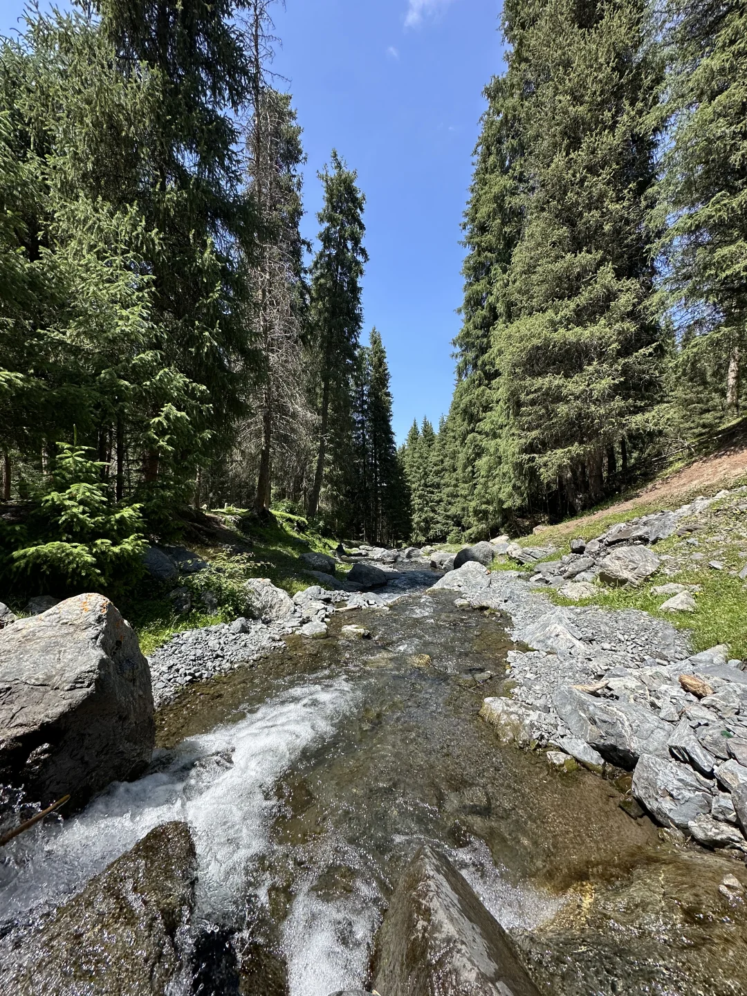 🌲 56公里逃离火炉！闯进23℃的森林瀑布