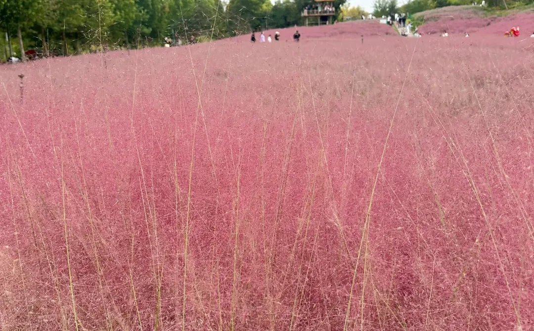 邯郸紫山粉黛草|十一免费游玩仙境