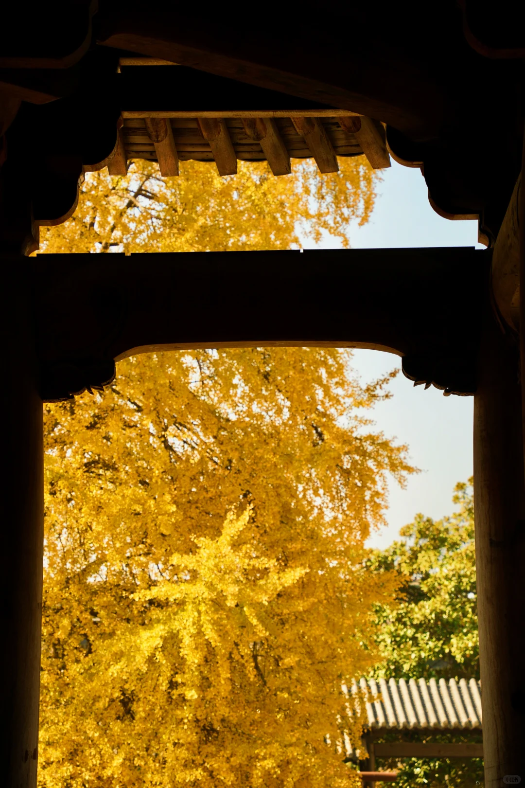 濮院古镇🍂和一棵树感受秋天