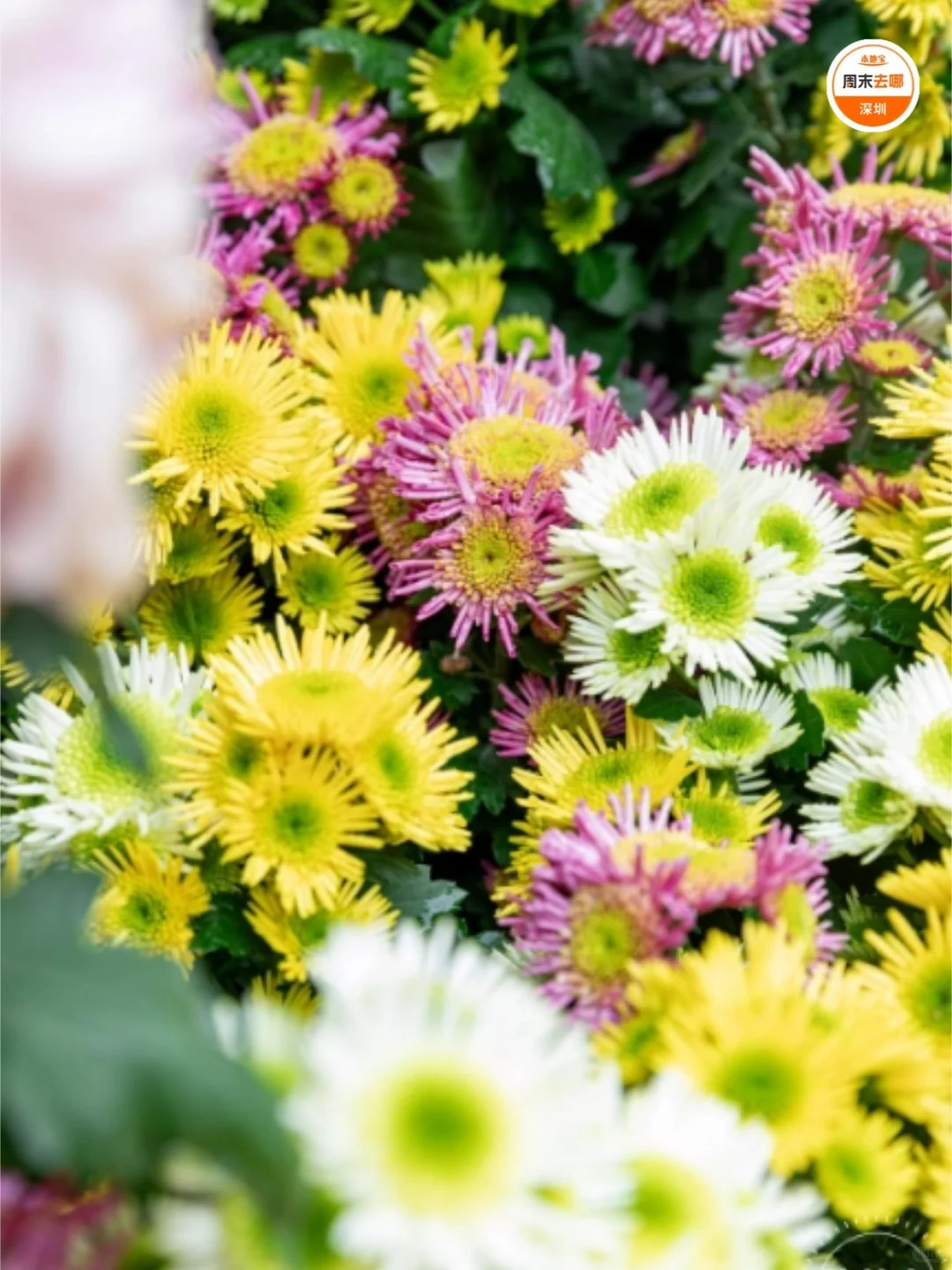 免费开放！2025深圳东湖公园菊花赏来啦！