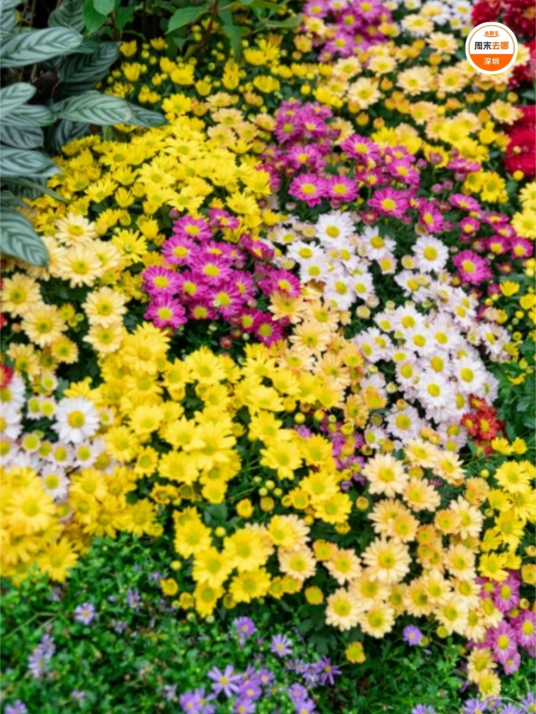 免费开放！2025深圳东湖公园菊花赏来啦！