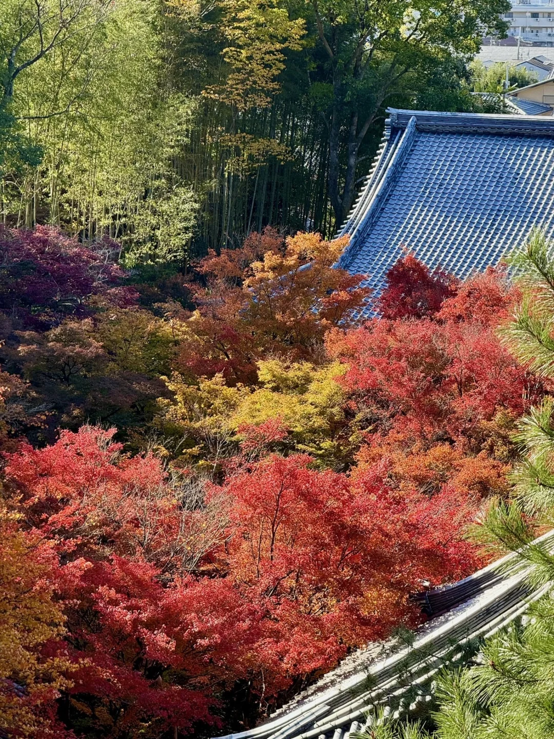 一个人旅行🇯🇵2025京都红叶我的赏枫排名