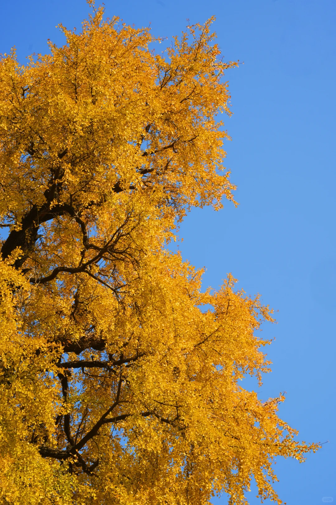 濮院古镇🍂和一棵树感受秋天