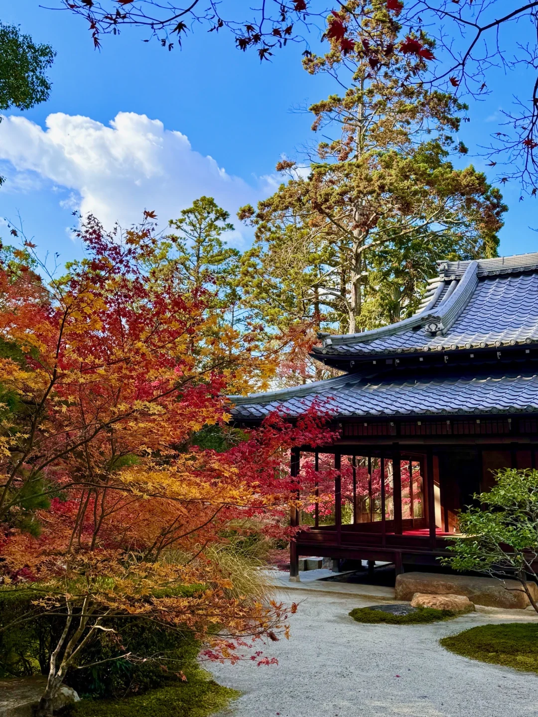 一个人旅行🇯🇵2025京都红叶我的赏枫排名