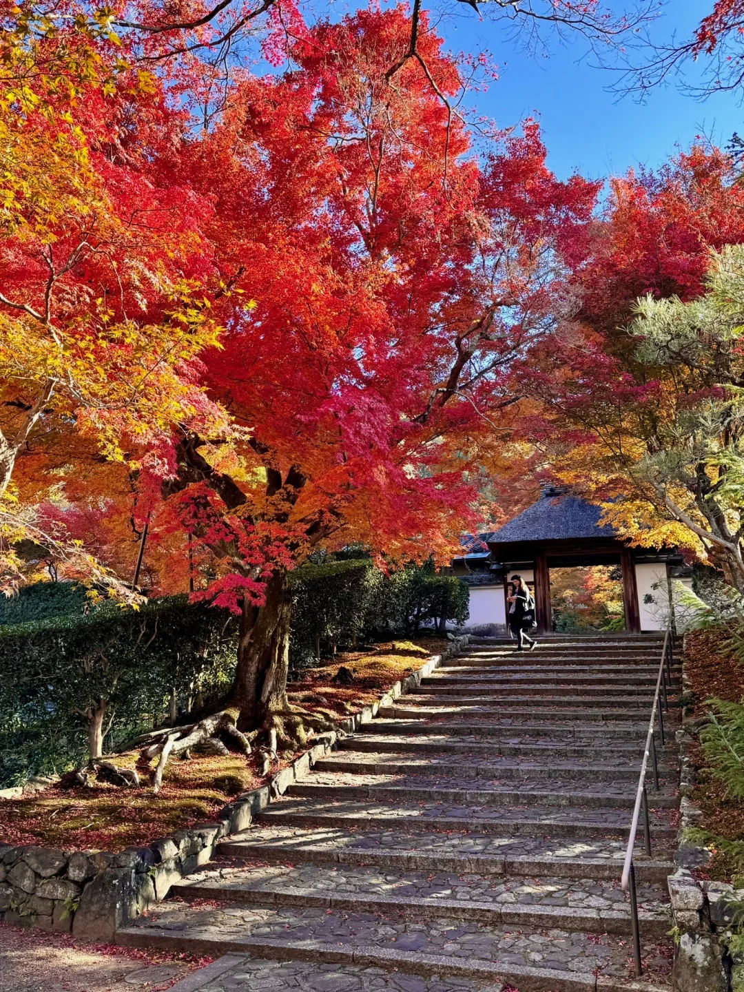 一个人旅行🇯🇵2025京都红叶我的赏枫排名