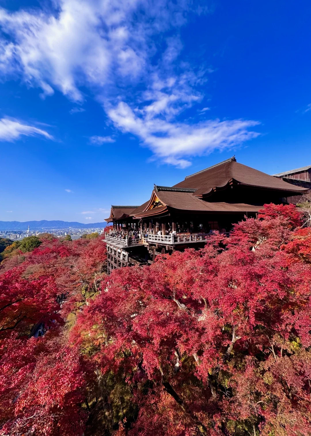 一个人旅行🇯🇵2025京都红叶我的赏枫排名