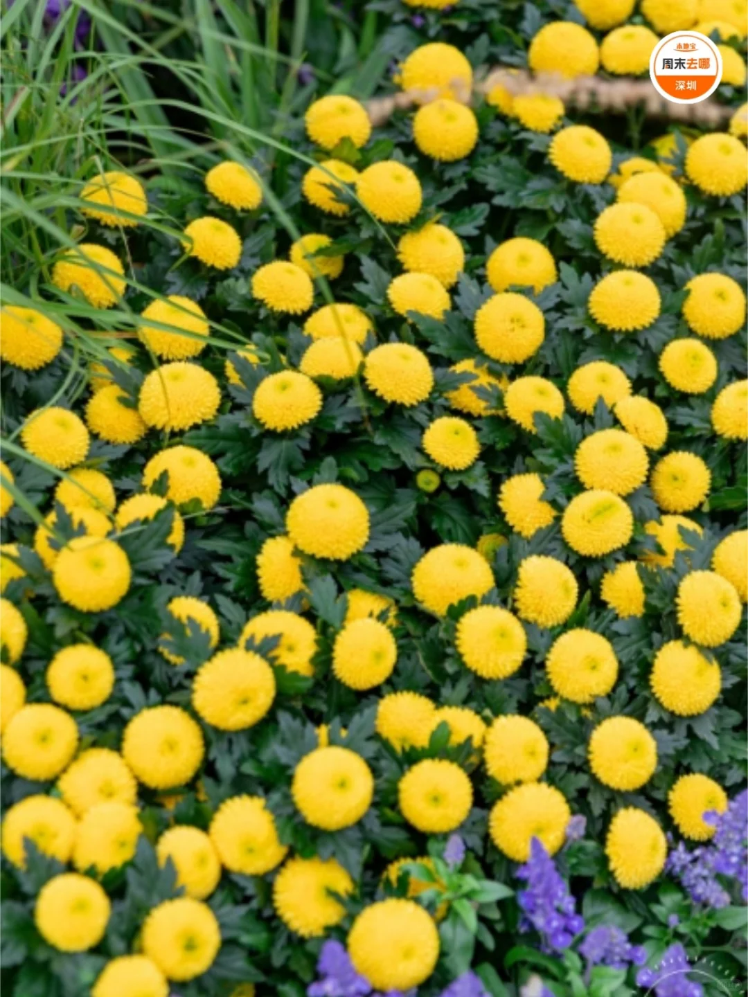 免费开放！2025深圳东湖公园菊花赏来啦！