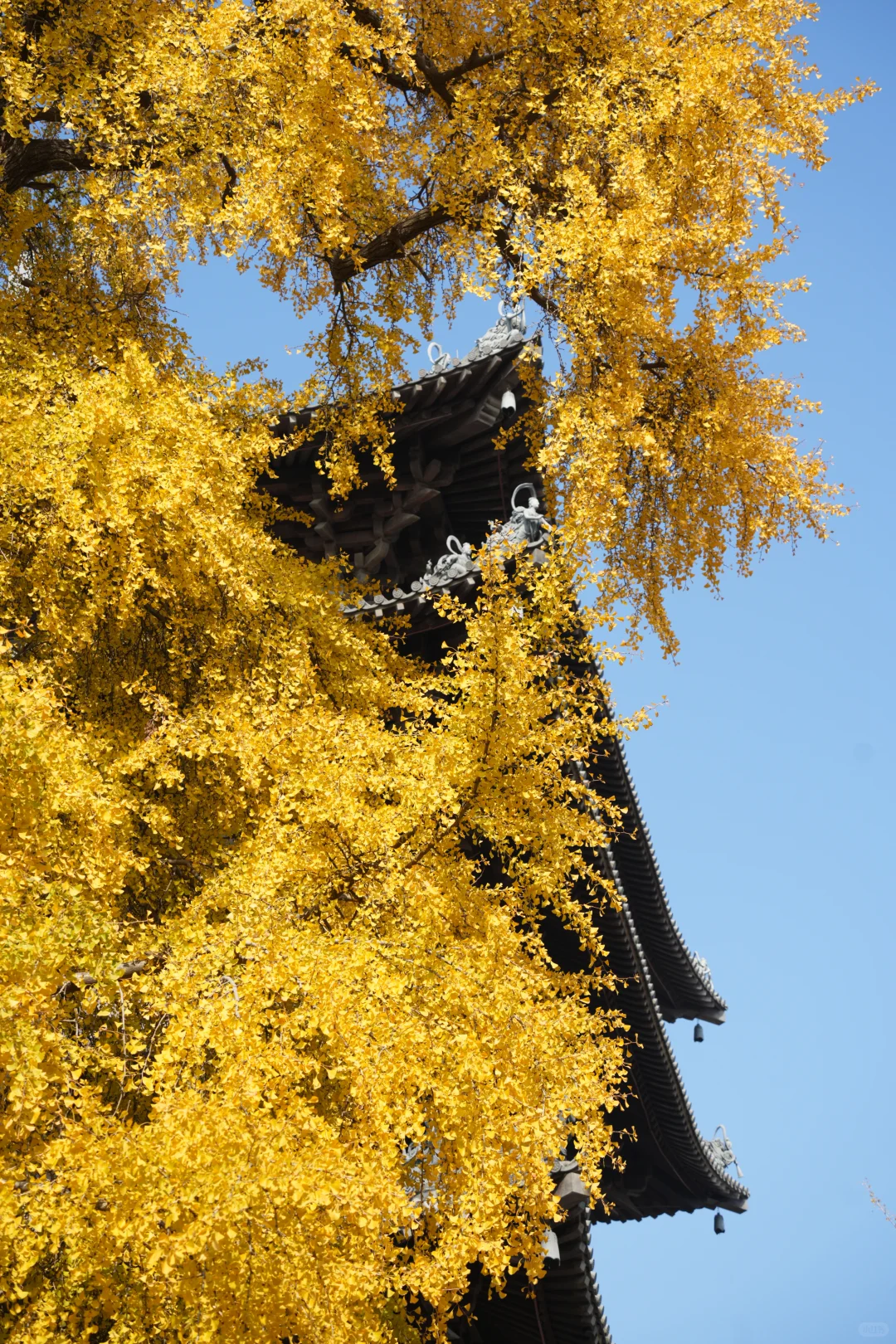 濮院古镇🍂和一棵树感受秋天