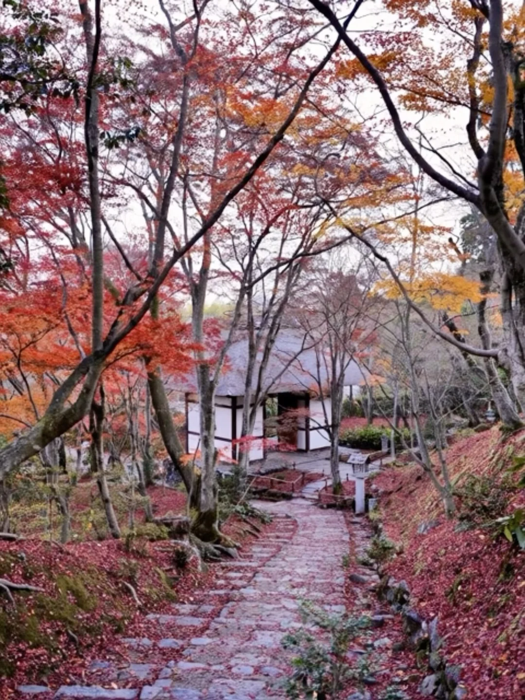一个人旅行🇯🇵2025京都红叶我的赏枫排名