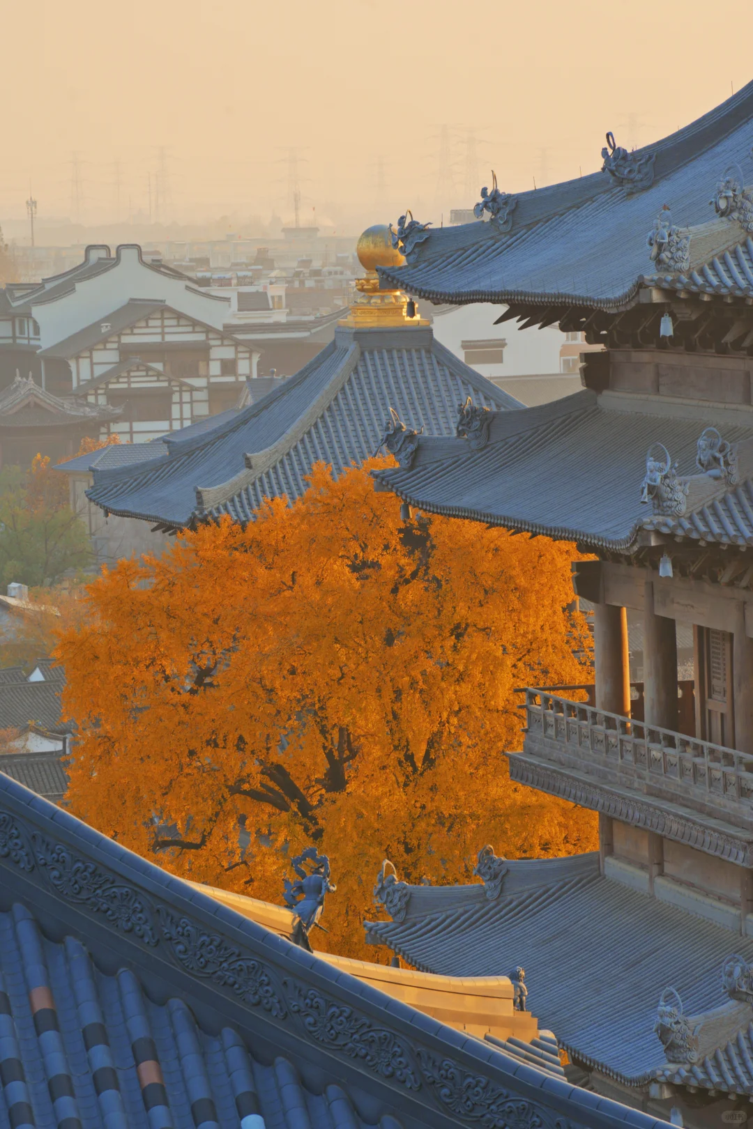 濮院古镇🍂和一棵树感受秋天