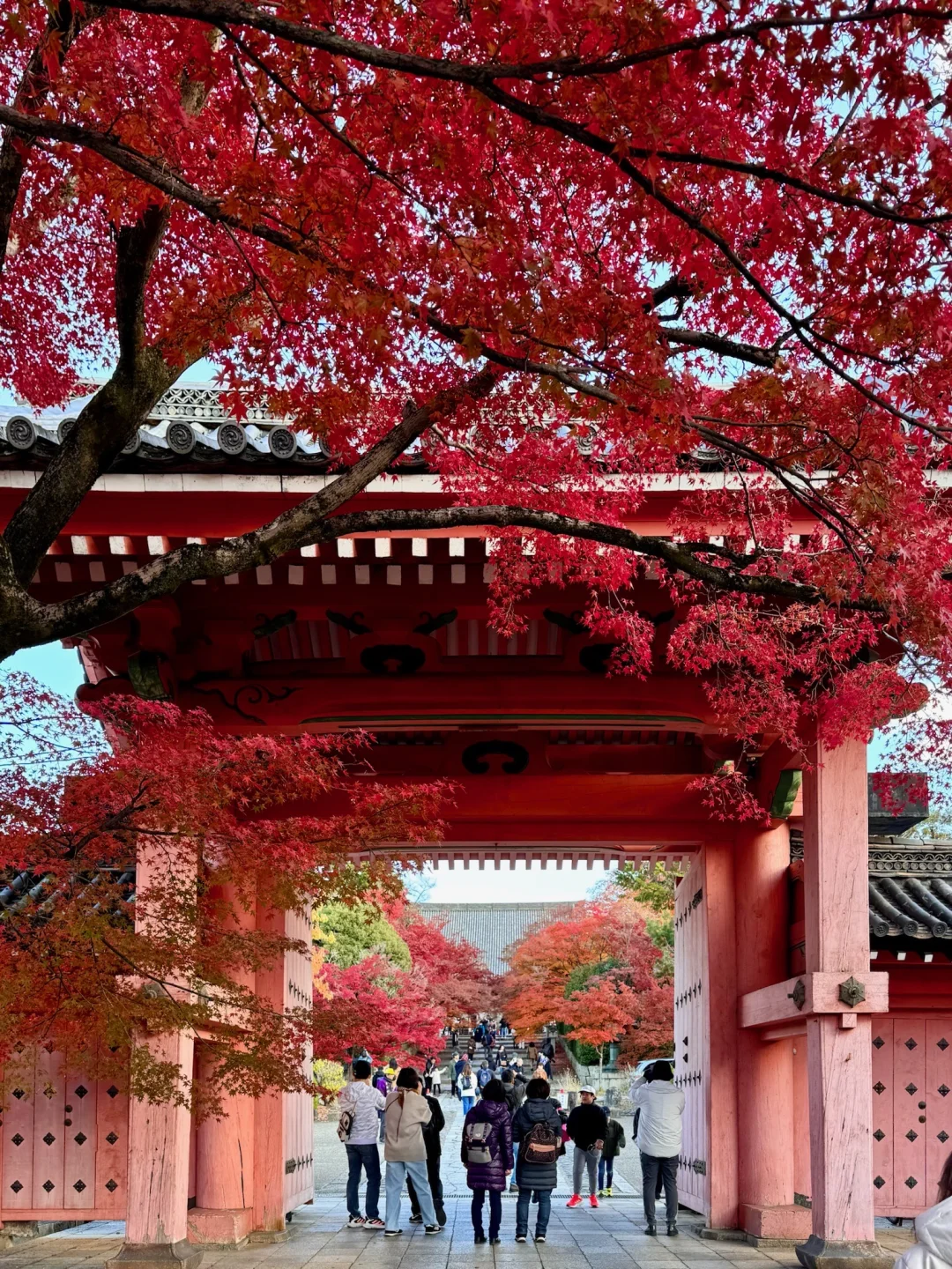 一个人旅行🇯🇵2025京都红叶我的赏枫排名