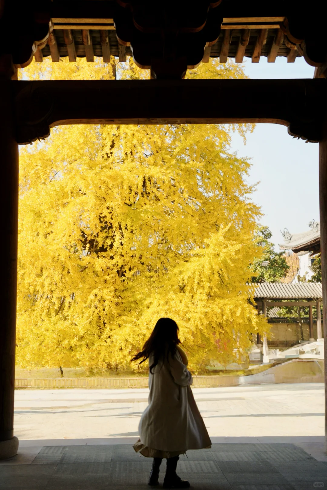 濮院古镇🍂和一棵树感受秋天