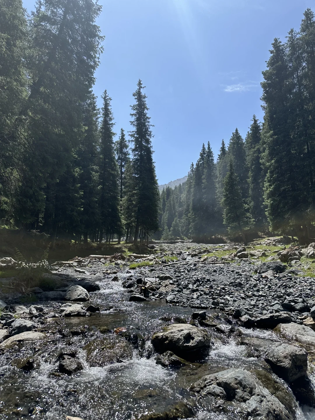 🌲 56公里逃离火炉！闯进23℃的森林瀑布