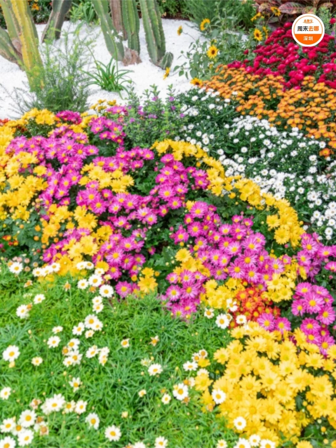免费开放！2025深圳东湖公园菊花赏来啦！