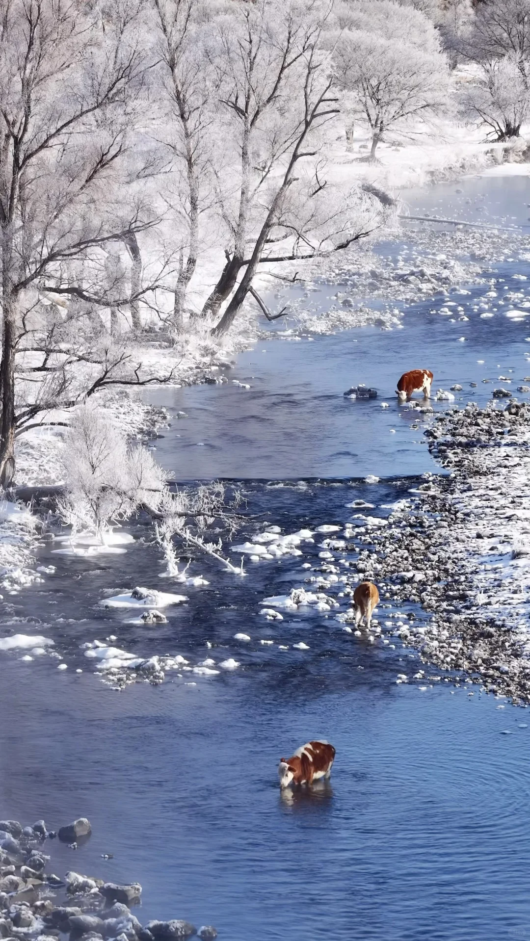 用13张全屏Live打开呼伦贝尔的冬天!封神了