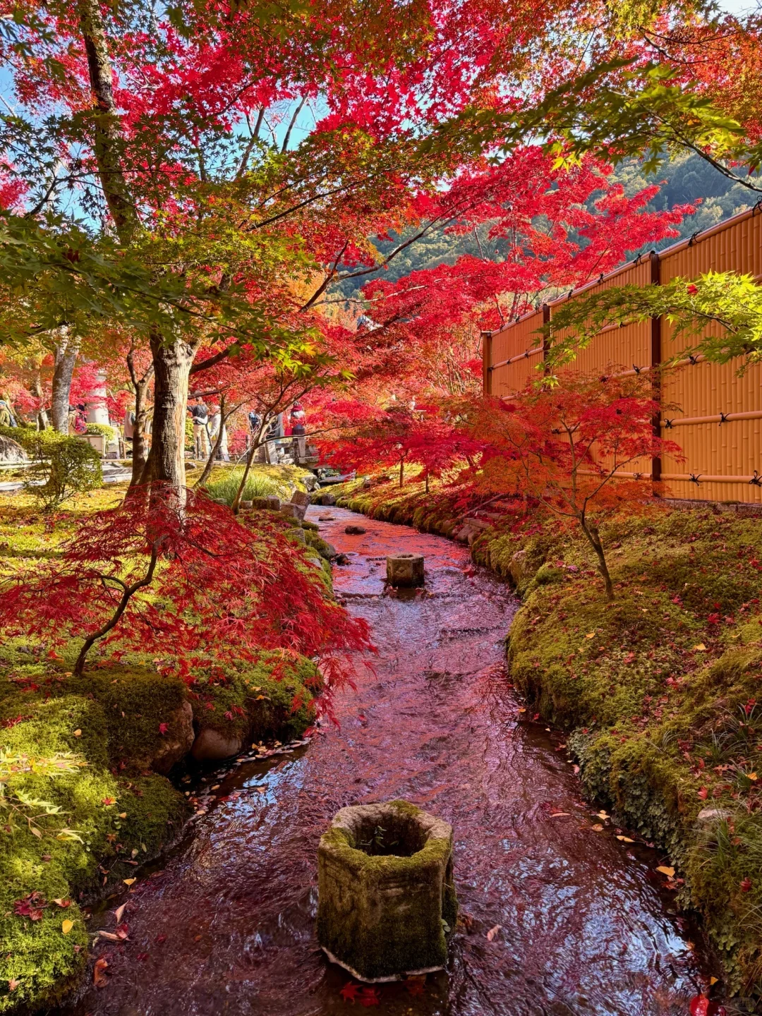 一个人旅行🇯🇵2025京都红叶我的赏枫排名