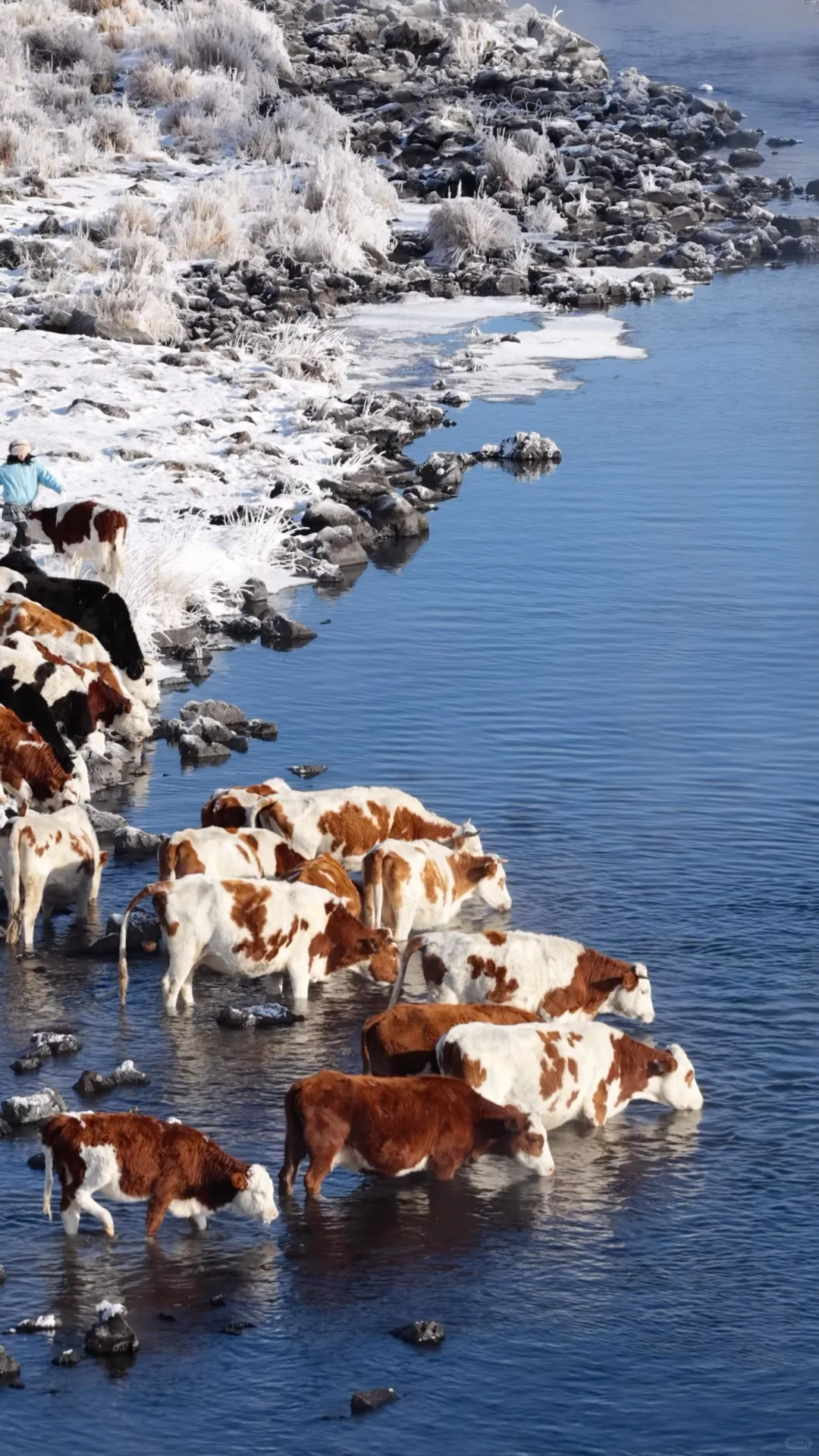 用13张全屏Live打开呼伦贝尔的冬天!封神了