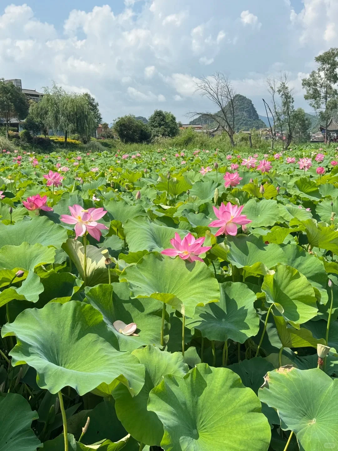 普者黑 | 中国最后的世外桃源🌿