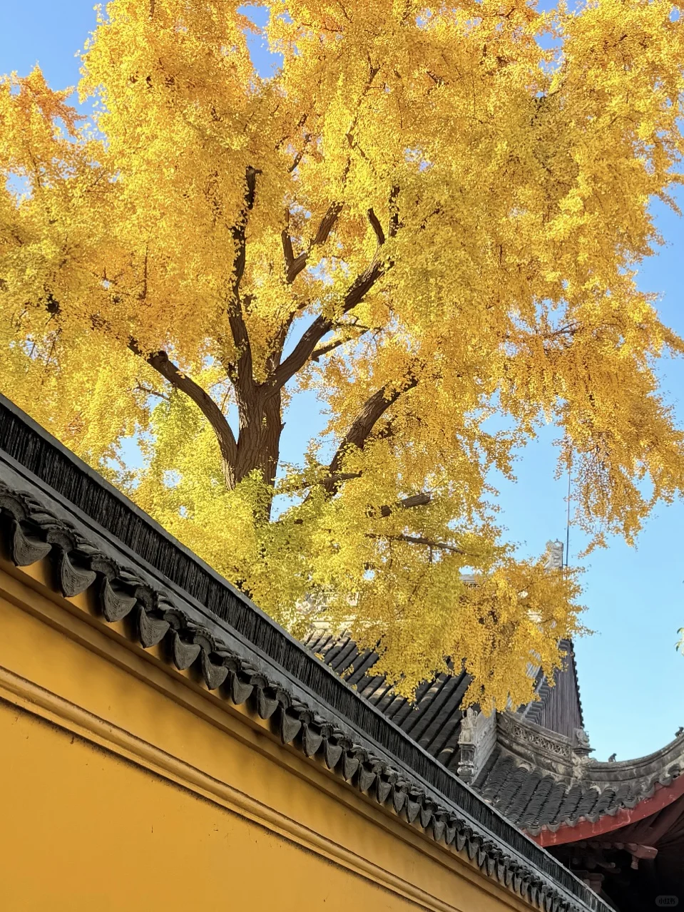 苏州12月赏秋🍂citywalk保姆级攻略（附路线）