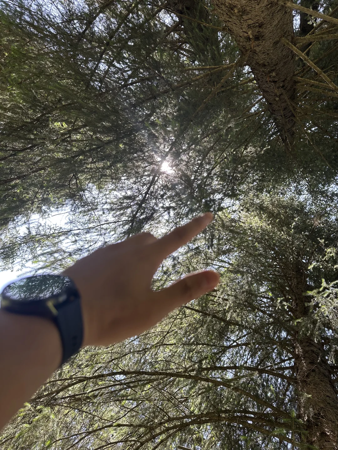 🌲 56公里逃离火炉！闯进23℃的森林瀑布