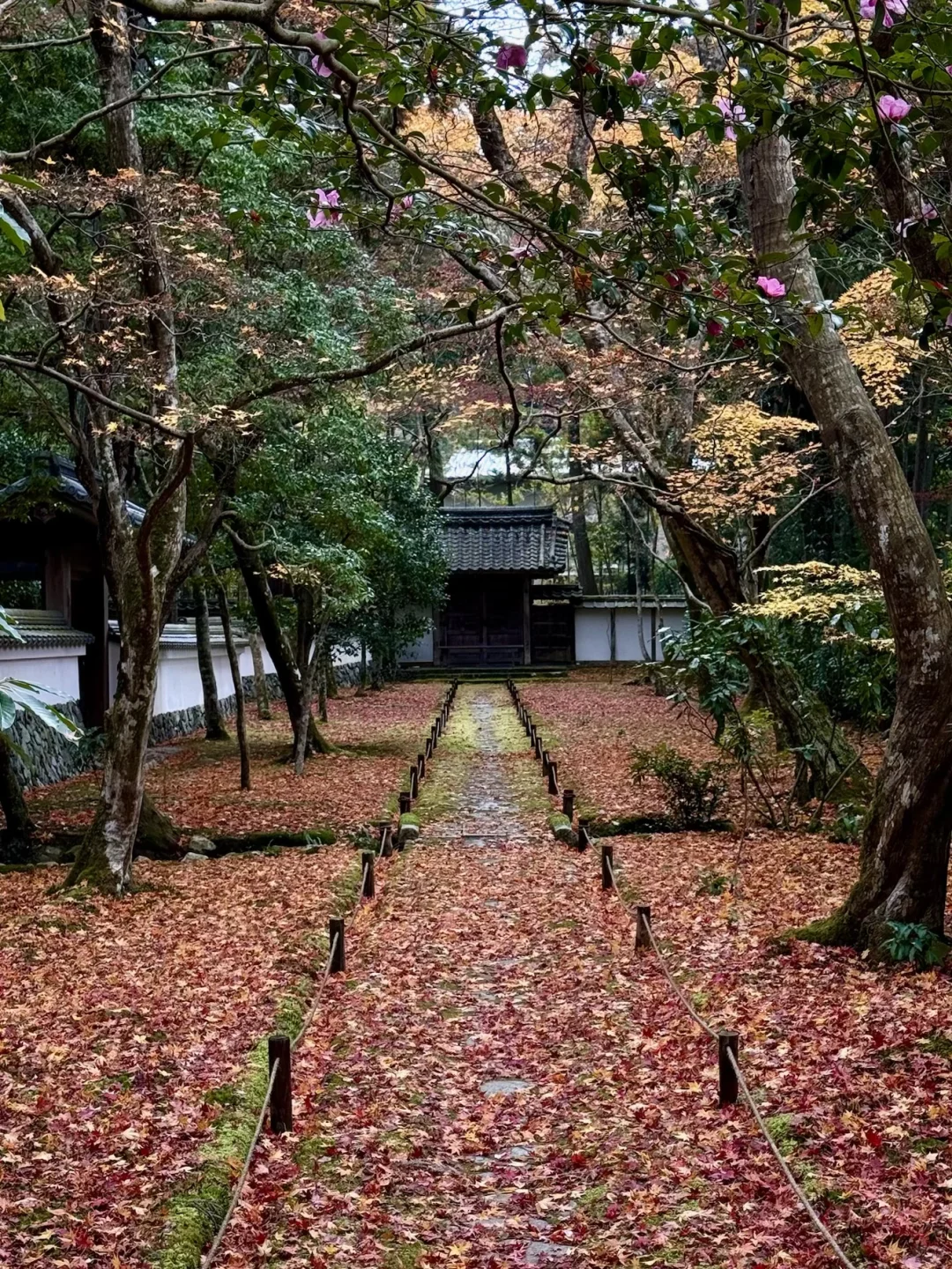 一个人旅行🇯🇵2025京都红叶我的赏枫排名