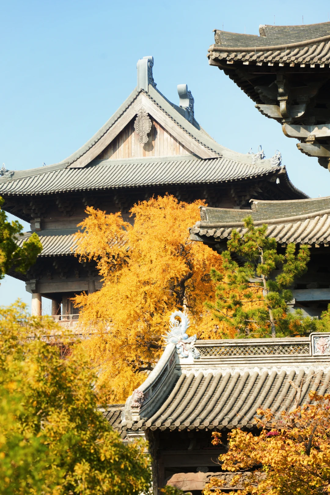 濮院古镇🍂和一棵树感受秋天