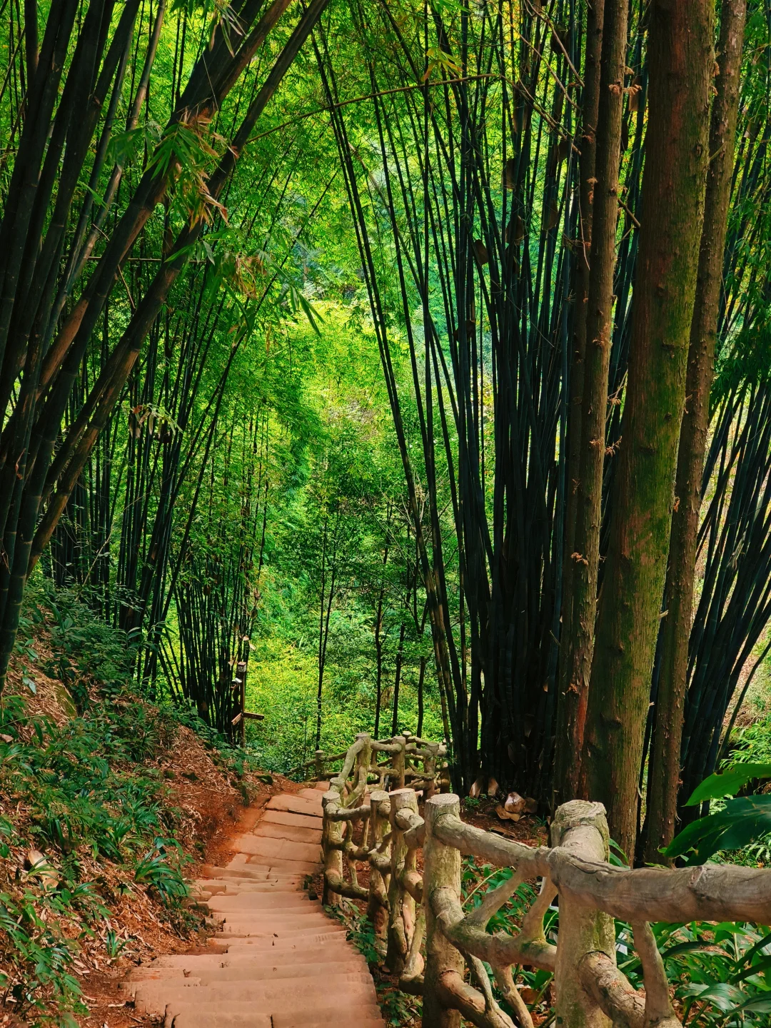 成都大巴💰14.9直达，青神1日游攻略