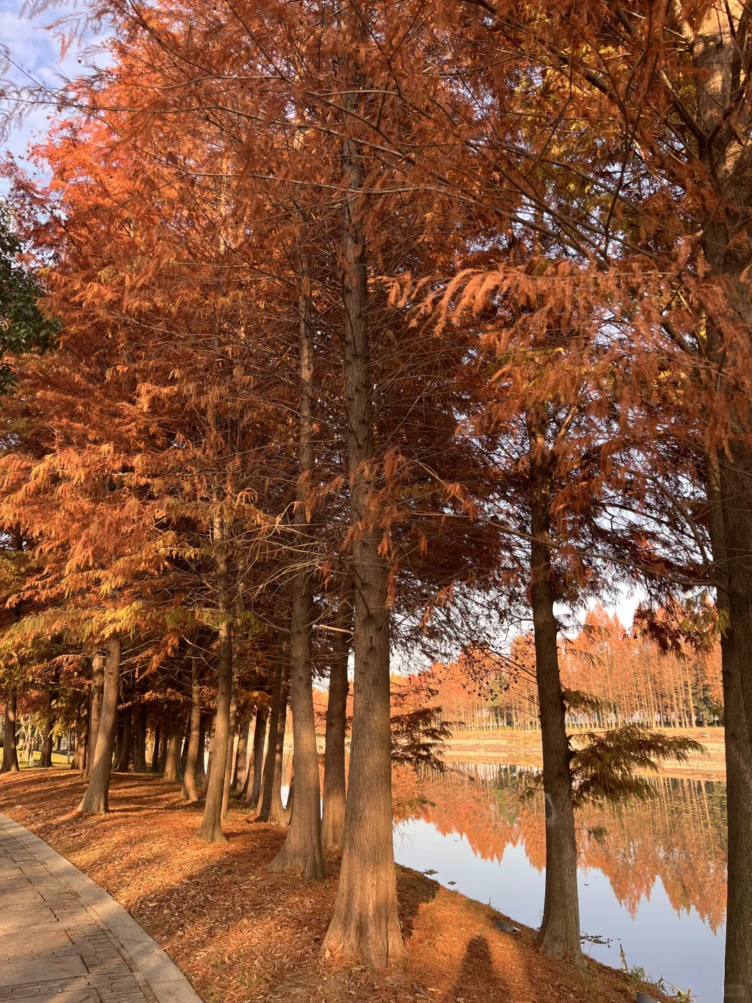 灵湖，我愿在这度过春夏秋冬🍁