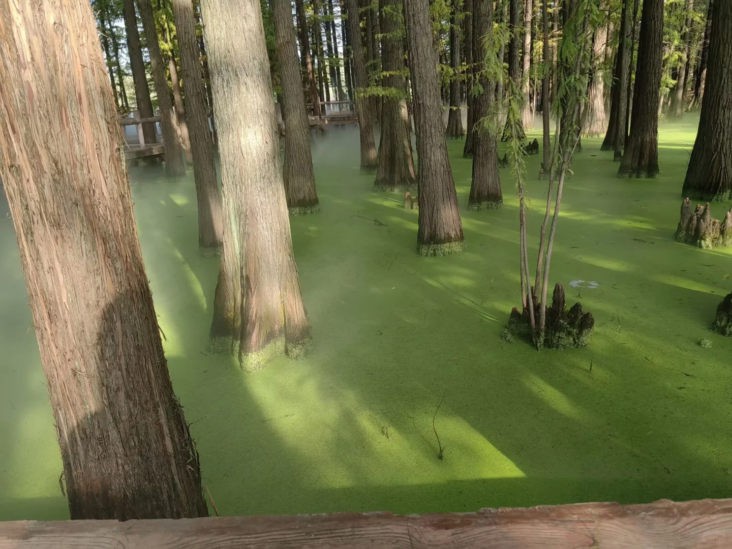 武汉东湖落雁景区旅游攻略