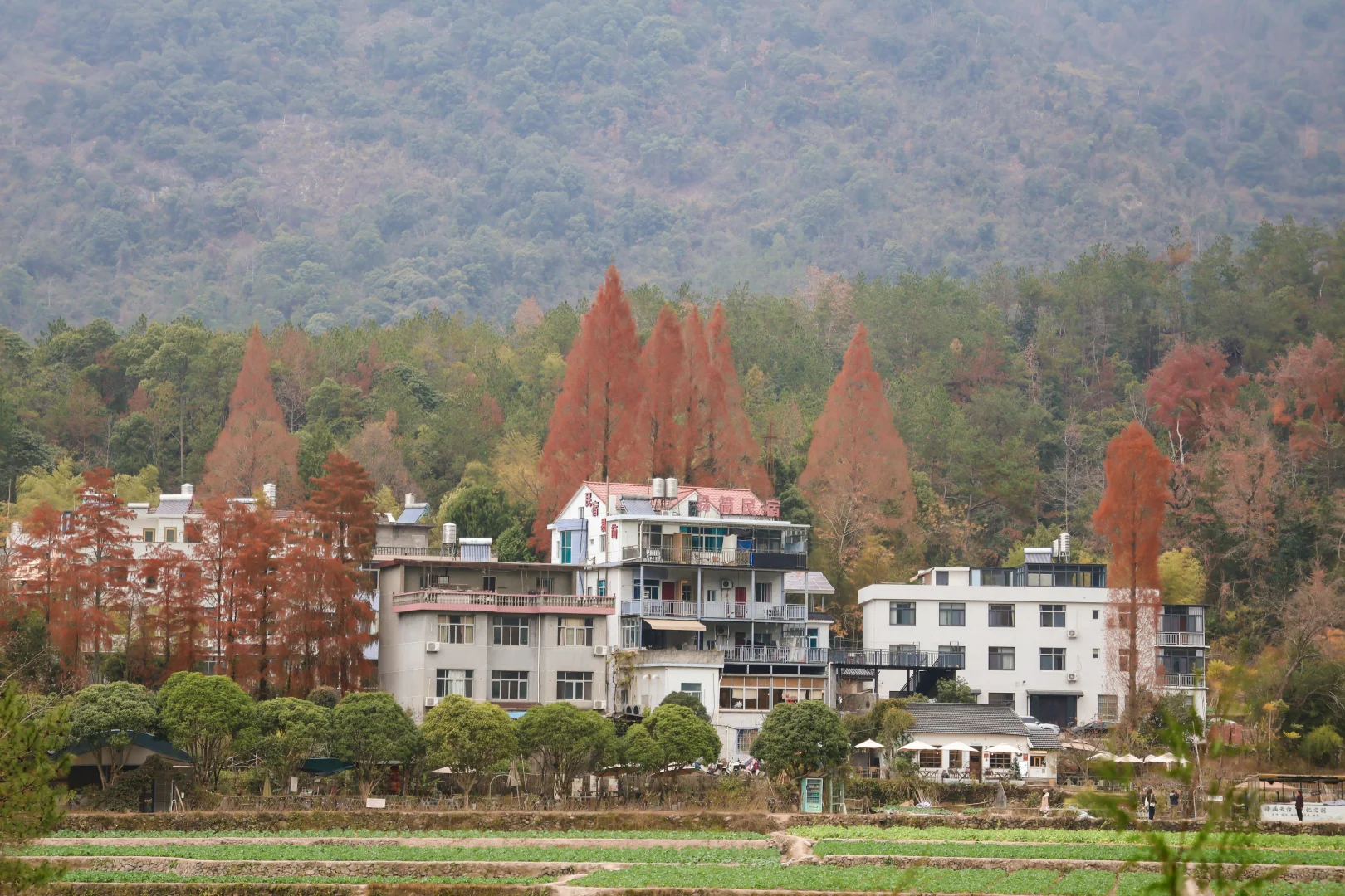 🌾🍂国清寺的秋，是我花0元买到的顶级治愈