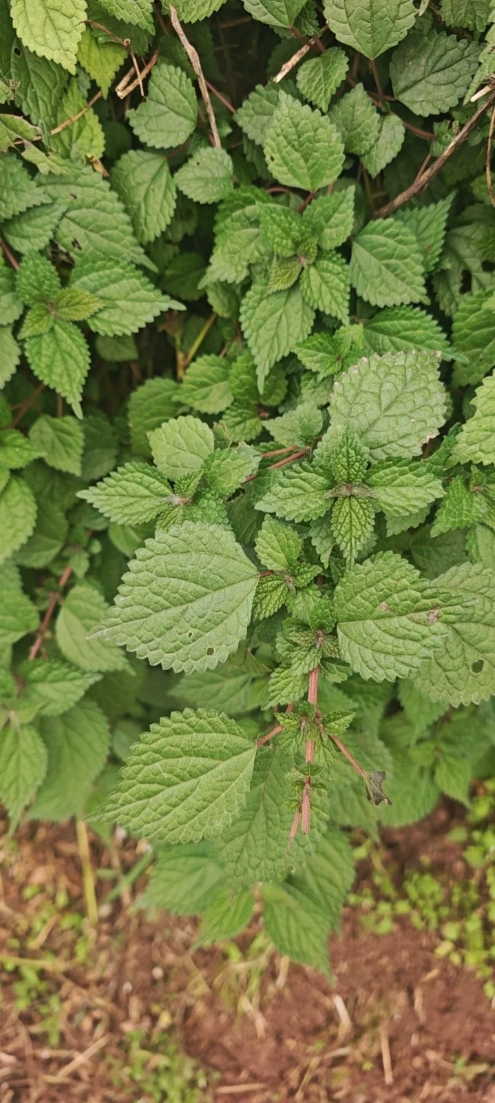 山顶的风景得自己去看看·蒲江长秋山