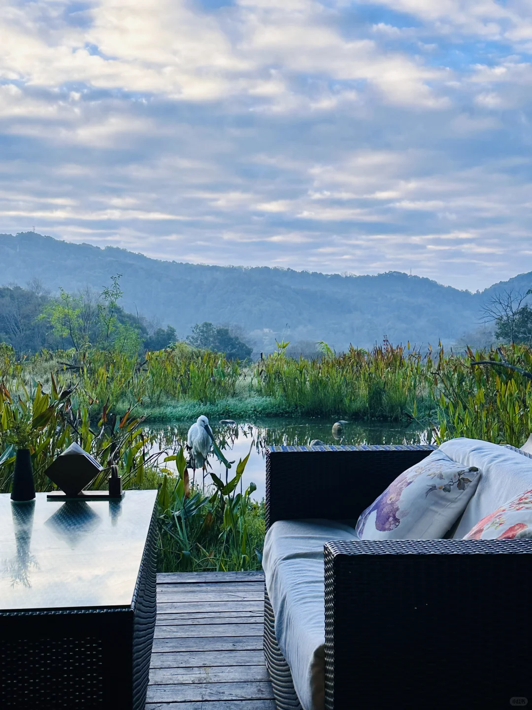 普洱🌿在自然里与小熊猫白犀牛玩耍